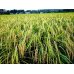 減肥栽培米五百万石