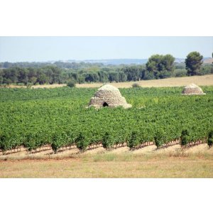 画像6: ヴィニエティ　デルサレント　トレイコーネ