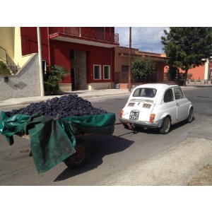 画像3: ヴィニエティ　デルサレント　トレイコーネ