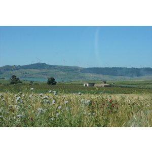 画像3: イルパッソ　ネレッロマスカレーゼ