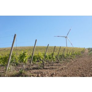 画像4: イルパッソ　ネレッロマスカレーゼ