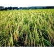 減肥栽培米五百万石