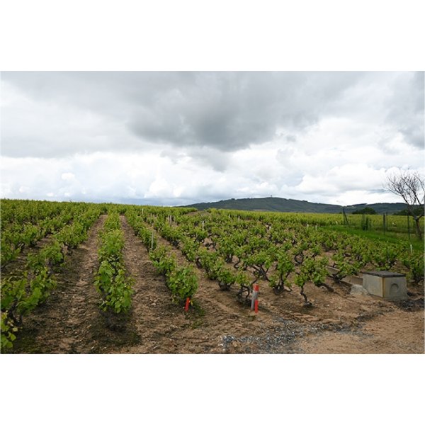 画像5: オリヴィエ・デパルドン ボジョレーヌーヴォー キュヴェ・プレステージュ2025 (5)