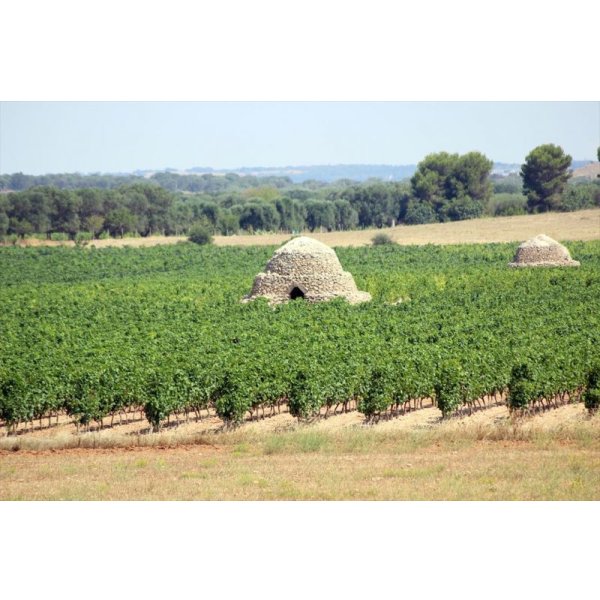 画像6: ヴィニエティ デルサレント トレイコーネ (6)