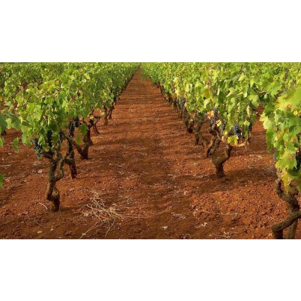 画像5: ヴィニエティ デルサレント トレイコーネ (5)