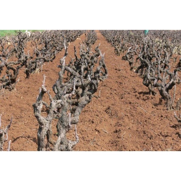 画像4: ヴィニエティ デルサレント トレイコーネ (4)