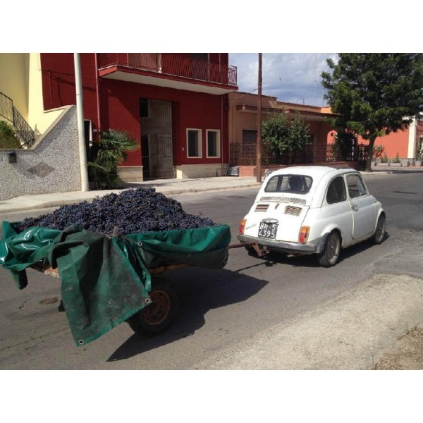 画像3: ヴィニエティ デルサレント トレイコーネ (3)