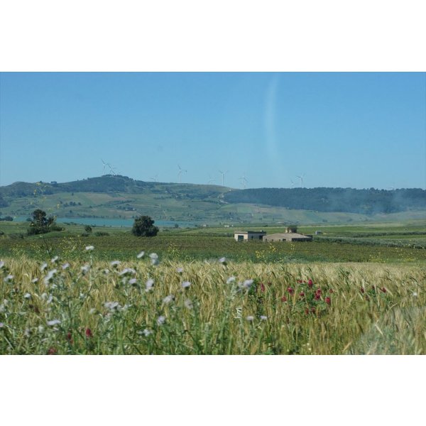 画像3: イルパッソ　ネレッロマスカレーゼ (3)