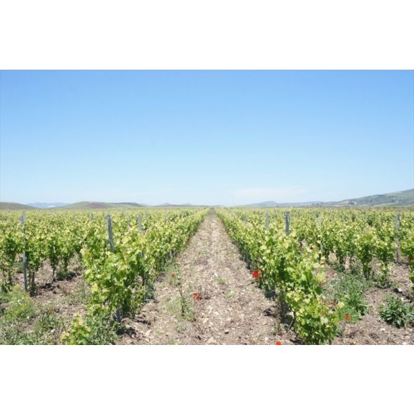 画像5: イルパッソ　ネレッロマスカレーゼ (5)